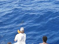 30.04–01.05.2010: 11 атак, три марлина до 300 кг и дроп-бэк на 400 lb стэнд ап