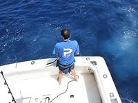 30.04–01.05.2010: 11 атак, три марлина до 300 кг и дроп-бэк на 400 lb стэнд ап