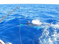 Сан Педро, глубина: 6 атак и синий марлин 220 кг — лучший результат дня 8