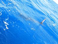 Сан Педро, глубина: 6 атак и синий марлин 220 кг — лучший результат дня 8