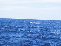 Два марлина за день: север Сао Висенте, 22.05.2010 — удачный старт сафари