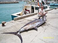 Север Сао Висенте: Алексей и марлин 800 фунтов — вопрос к клубу 300+ кг