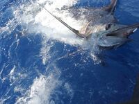 Сао Висенте — Сао Антао — Сао Николау: пик сезона марлина, 2 рыбы в день