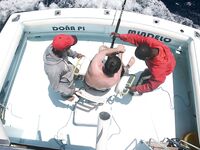 Сао Висенте — Сао Антао — Сао Николау: пик сезона марлина, 2 рыбы в день