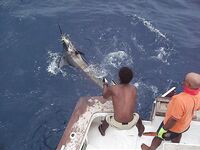 Сант-Антау, Монте де Тригу: банка «Норест» — заметки по точке и дате