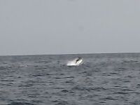 Кабо-Верде — форс-мажор на вываживании марлина: захлёст за хвост, трофей забрали на борт