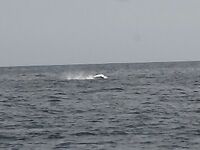 Кабо-Верде — форс-мажор на вываживании марлина: захлёст за хвост, трофей забрали на борт