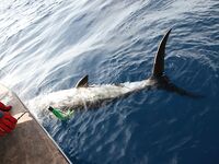Кабо-Верде — форс-мажор на вываживании марлина: захлёст за хвост, трофей забрали на борт