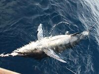 Кабо-Верде — форс-мажор на вываживании марлина: захлёст за хвост, трофей забрали на борт