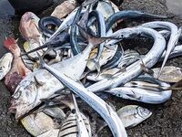 Кабо-Верде: утренний выезд с гидом, саргановый разнос и проверки по GT