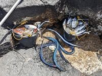 Кабо-Верде: утренний выезд с гидом, саргановый разнос и проверки по GT