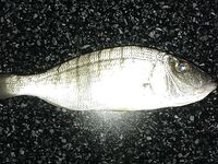 Морская рыбалка на Кипре по сезонам: тунец, чипура, кальмар, сибас и майские подходы