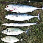 Северный Кипр, штиль и зависшие над водой птицы — свежая фотография из ленты