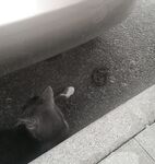 «Рыбы много и разной»: дождь, пасмурно, завтра решаем по погоде и кот у машины