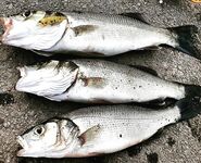 День ветра и ремонта дома: пауза по рыбалке, завтра утром проверю прошлую точку