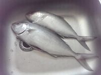 С 5:30 на камнях, в 9:30 — пирс: пара минири на тонущий синеватый воблер, снасти редеют