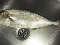 Точки от местного: на третьем забросе амбер на Fishcat 100–110 мм, дальше тишина