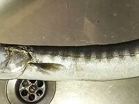 Утро без саргана: барра на 150-мм «сардину», амбер размером с воблер — отпущен