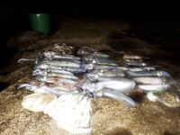 Шторм до вечера, в пятницу в бой: «жду птеродактиля» после фото с уловами