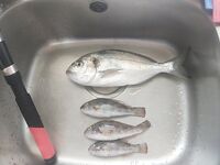 Айя-Напа, ориентир на деревянный мостик и результат на креветку днём