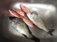 Лимассол, почти год у воды: волнорезы, мурены на живца и пара достойных с лодки