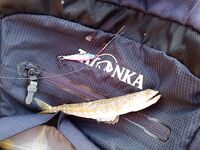 Ядовитая рыба на пилькеры и сход саргана — срез ассиста на сильном рывке