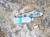 Айя-Напа и пирсы: мормышка днём, скорпены на закате, утренние пилькеры и сход трофея