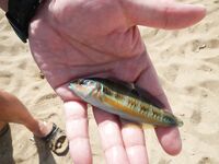 Кипрская мелочёвка на мормышку — фото серийных поклёвок и рабочая резина