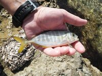 Кипрская мелочёвка на мормышку — фото серийных поклёвок и рабочая резина