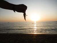 Кипрская мелочёвка на мормышку — фото серийных поклёвок и рабочая резина