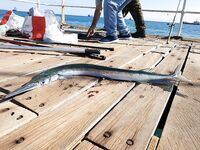 Лимассол, пирс и сарган на живца — план на рассвет и проверка точки