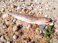 Айя-Напа и Протарас: тревел-спиннинг, бомбарда 15 г, нереис и первые выводы