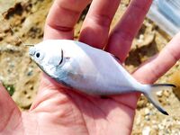 Айя-Напа и Протарас: тревел-спиннинг, бомбарда 15 г, нереис и первые выводы