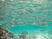 Кипр, список местных рыб и видео про игру приманки — ищу актуальные фото