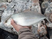 Амберджек и бонито в списке: почему снасть «не заметит» кило и больше