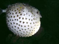 Такие приманки — под задачу?