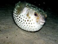 Такие приманки — под задачу?