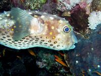 Такие приманки — под задачу?