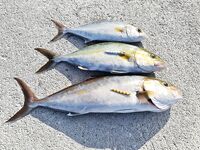 Кипр, снаряжение к морю: только воблеры и пилькеры, без багажа — без тройников