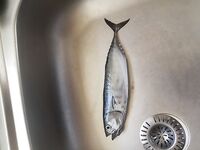 Кипр, грустный урок: сгнившая плетёнка, два обрыва, мини-пеламида кошаку