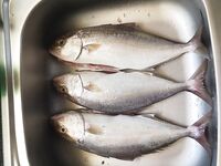 Амбер у берега и «Волна» нижегородского мастера - три по ~700 г за 40 минут