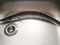 Гроза, одна барракудка и кот Чинарик - морская рыбалка на Кипре с сюрпризами