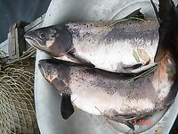 Средняя Варзуга, осень 2010: порция фото к основному рассказу