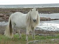Кольский полуостров — «Беломорье»: несколько морских пейзажей сезона 2010