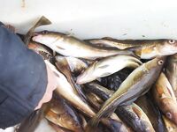 Кольский, Терский берег: морская рыбалка по треске, камбале и зубатке