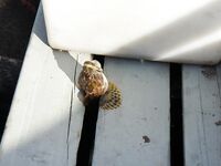 Кольский, Терский берег: морская рыбалка по треске, камбале и зубатке