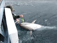 Лансароте, Канары: VIP-рыбалка с проживанием — предложение в сезон