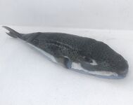 Сейшелы — «фугу» на спиннинг: подтверждение от местных