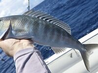 Три полных дня на Сейшелах: вилла, глубины 120–150+ и планы на сезон