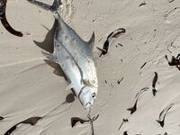 Сейшелы — первая морская рыбалка: тревел-спиннинг, пилькеры 15–40 г и сарган 4+